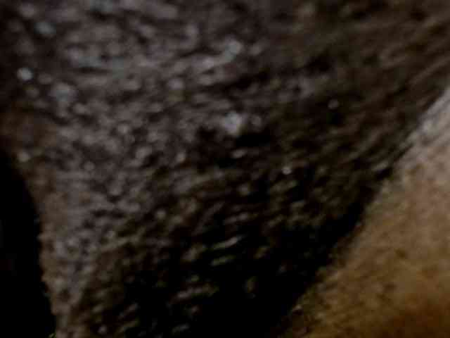 maya- webcam