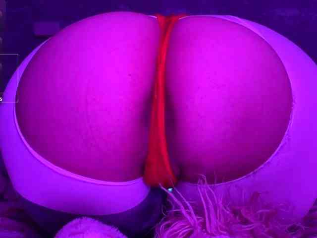 Aceass