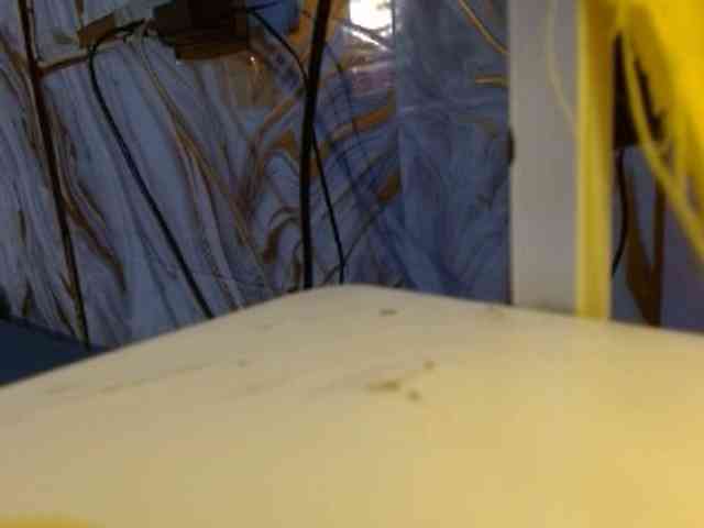 Avadelight webcam