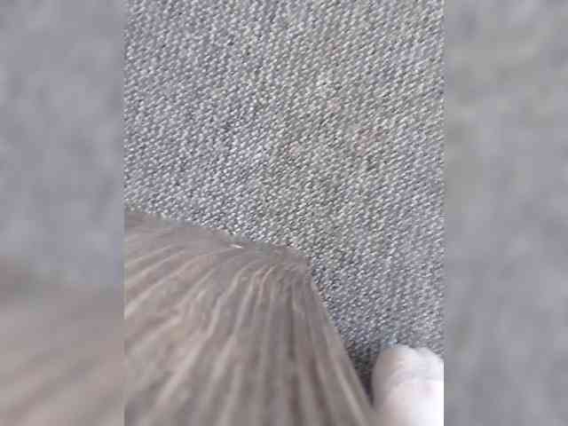 Romalon1 webcam