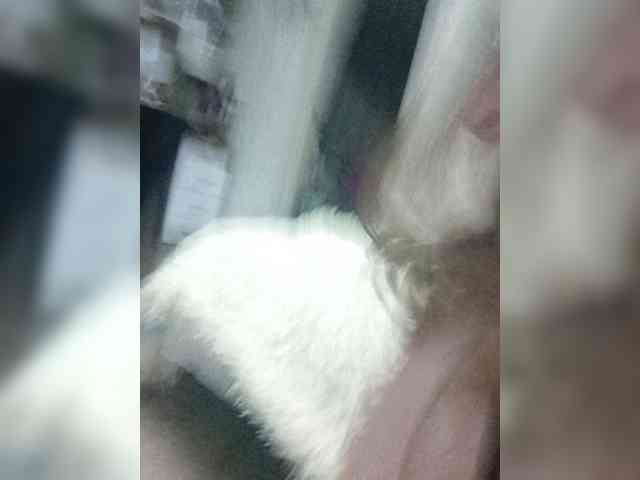 Sweetlady1