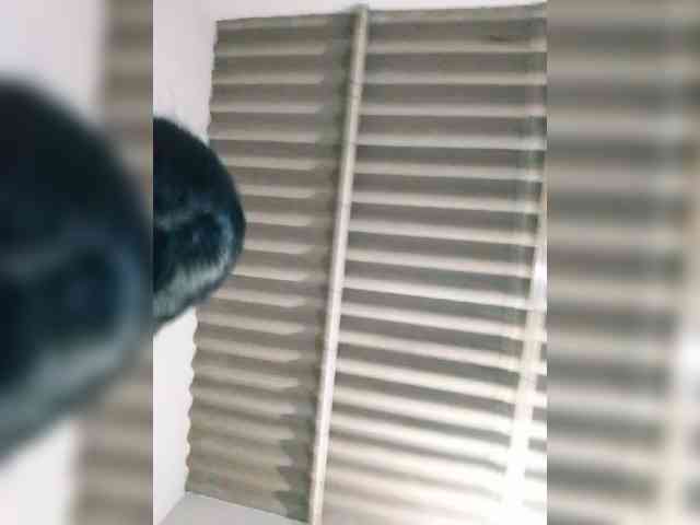 Gran-DiosaandApolo webcam