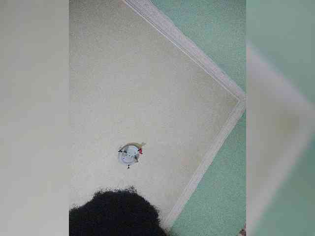 Isabellah webcam
