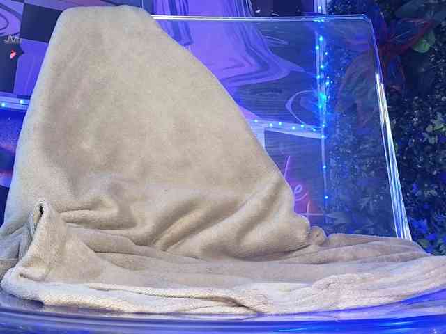 hazekiss webcam