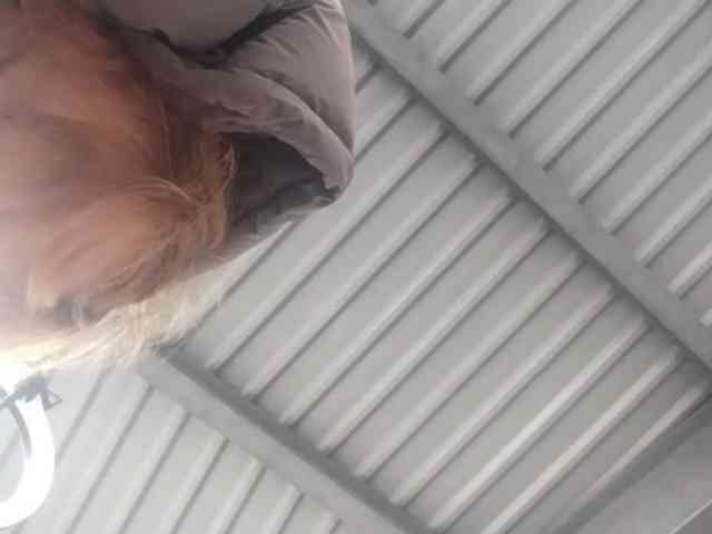 RedieLye webcam