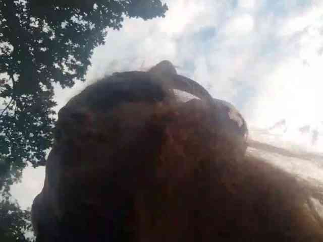 RedieLye webcam