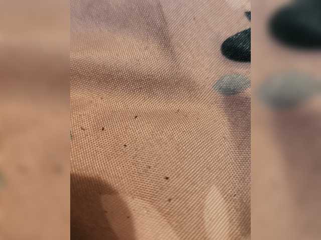 WetLlyps1 live cam preview
