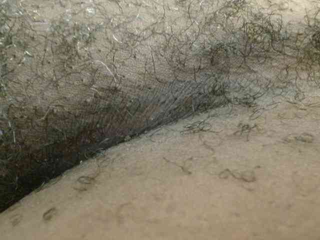 titi-fiesta webcam