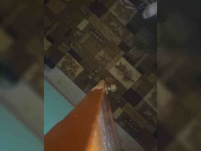 Sandy33SS33