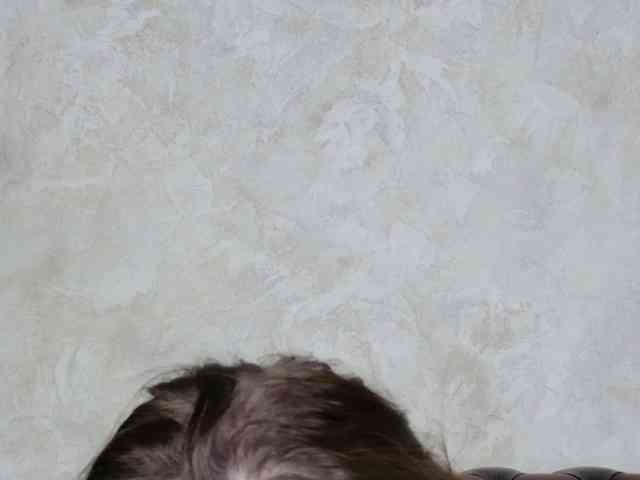 Lolajunee