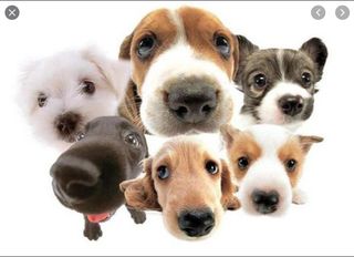 animal shelter,приют для животных