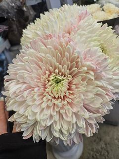 Очень хочу себе такие же