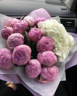 Peony Flowers