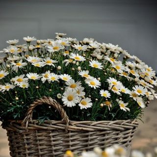 Chamomile