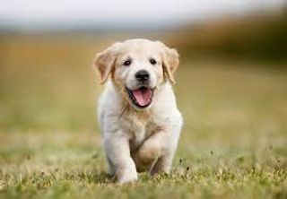 Cute puppy