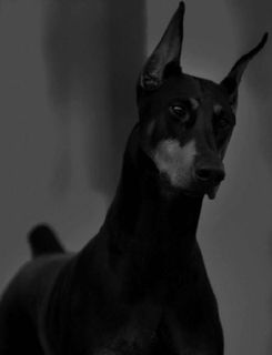 Маленькая несбыточная мечта, а именно мечта иметь собаку))