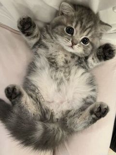 Buy a kitten