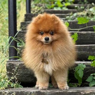 Обеспечить Жизнь Сыночку Микки