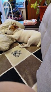 Хочу собачку