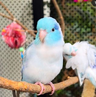 -Akemi- wish list item 2 thumbnail