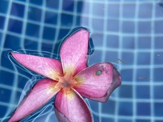 To make your dream come true