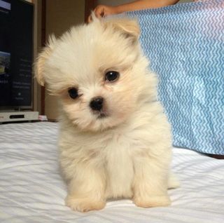 perrito