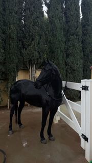 Horseback riding
