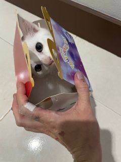 treats for my kitties^^