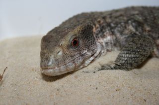 Cape monitor lizard