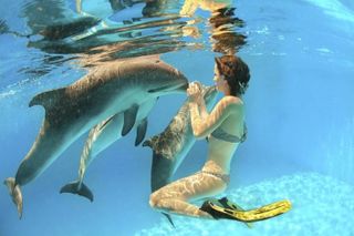 swim with dolphins