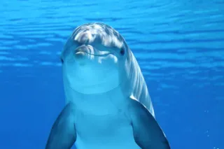 Swim with dolphins