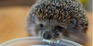 Domestic hedgehog
