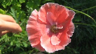 I want to have a daughter