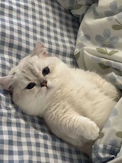 На маленького пушистика