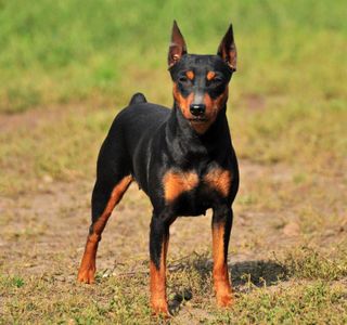 miniature pinscher puppy