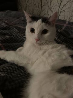 Surgery for a kitties
