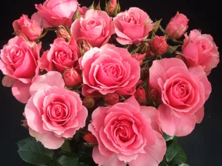 Delicate bouquet of roses))