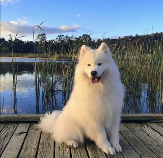 dog