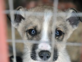 Help the animal shelter