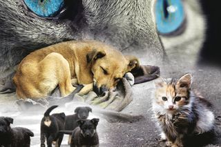 (For the opening of an animal nursery)