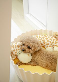 Toy Poodle
