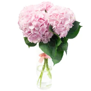 Hydrangeas