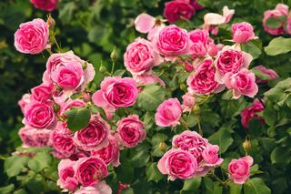 Some roses