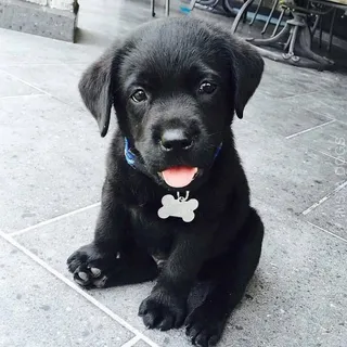 puppy