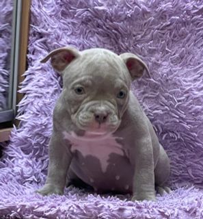 Anna395 wish list item 1 thumbnail