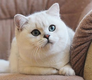 Chinchilla