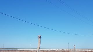 Doberman326 wish list item 1 thumbnail