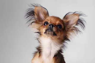 Russian Toy Terrier:
