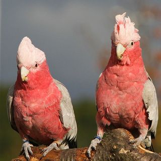 I want a Cockatoo