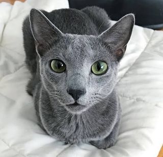 Russian blue cat